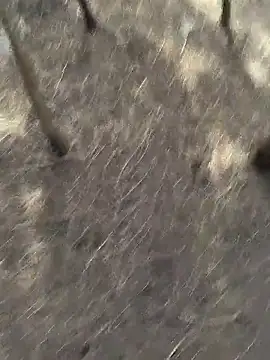 Snapshot of Gopal1243 chatting on 20, 11, 2025 Gopal1243 online show from 20, 11, 2025