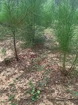 Snapshot of Gopal1243 chatting on 24, 11, 2025 Gopal1243 online show from 24, 11, 2025