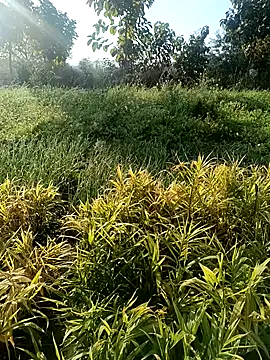 Snapshot of Desi_Rider_Aadi chatting on 30, 12, 2024 Desi Rider Aadi online show from 30, 12, 2024