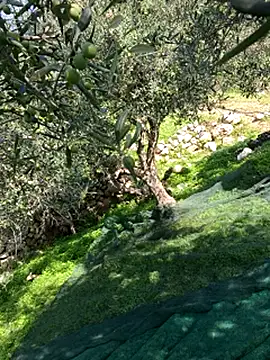 VictoriaMiami online show from 15, 11, 2025