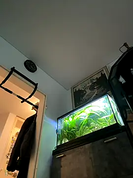 Toyjungee online show from 23, 9, 2025