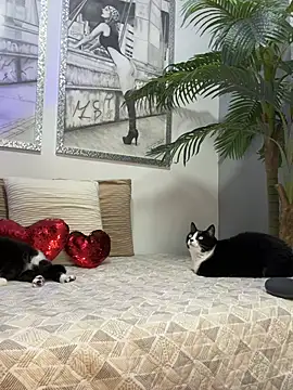 Mau White online show from 15, 2, 2026